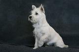 5. Westie Quatre mois 006